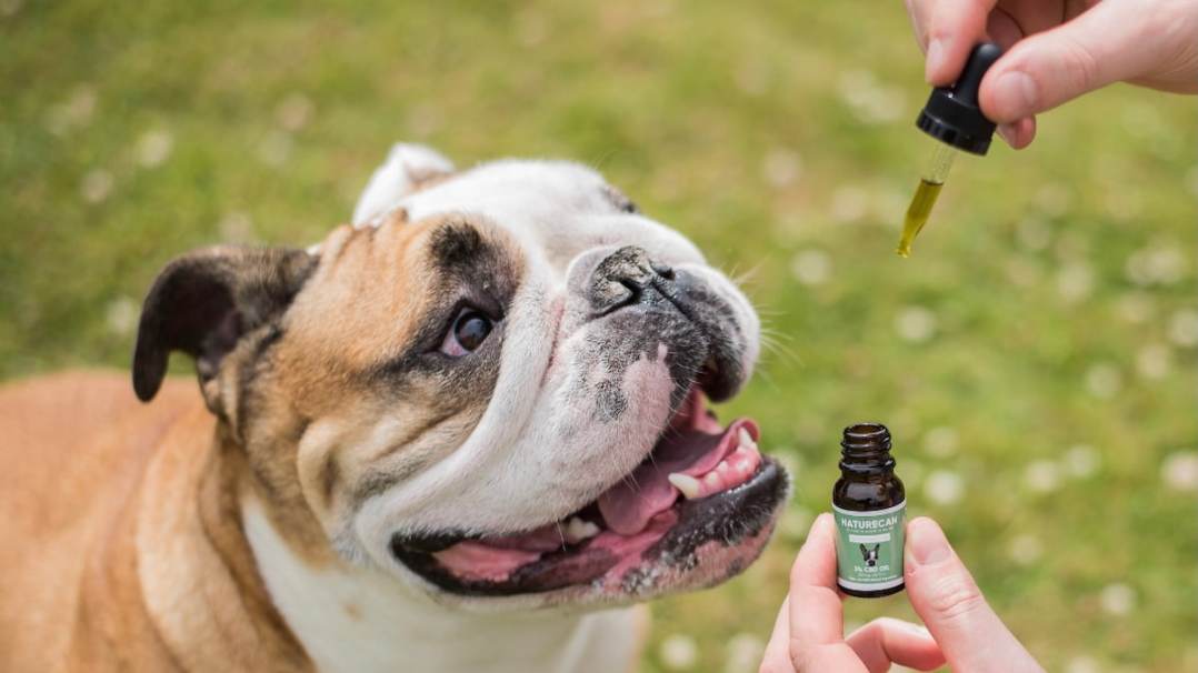 CBD para perros - ¿Qué es y como funciona?