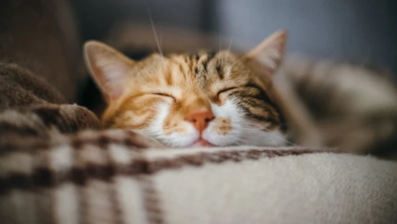 CBD para gatos_ todo lo que necesitas saber