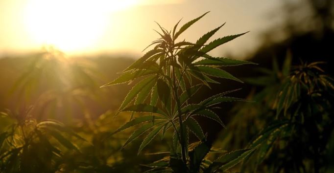 Que es el THC