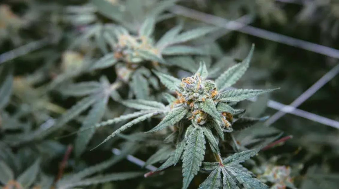 Cual es la diferencia entre CBD y cannabis medicinal