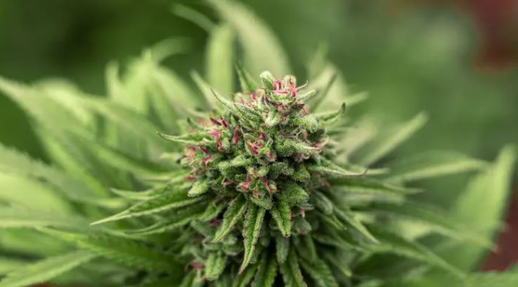 Flores de CBD